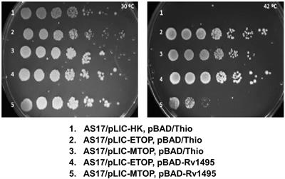 Localization of Mycobacterium tuberculosis topoisomerase I C-terminal sequence motif required for inhibition by endogenous toxin MazF4